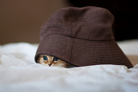 gato escondido